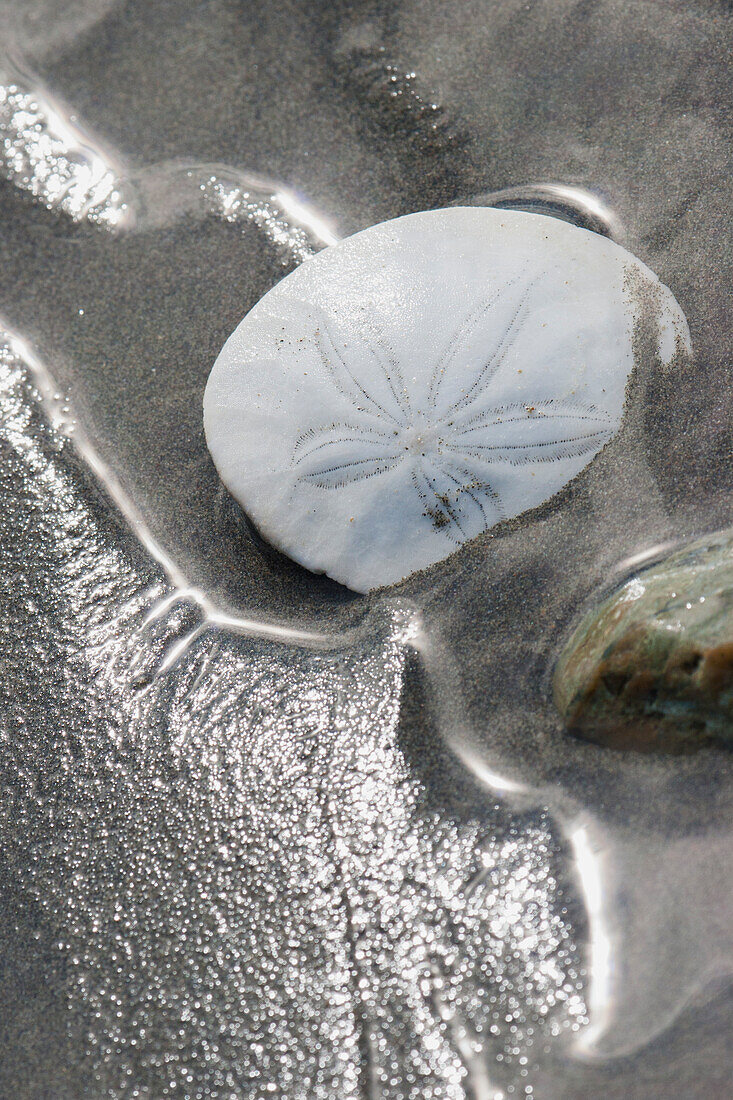 Sanddollar