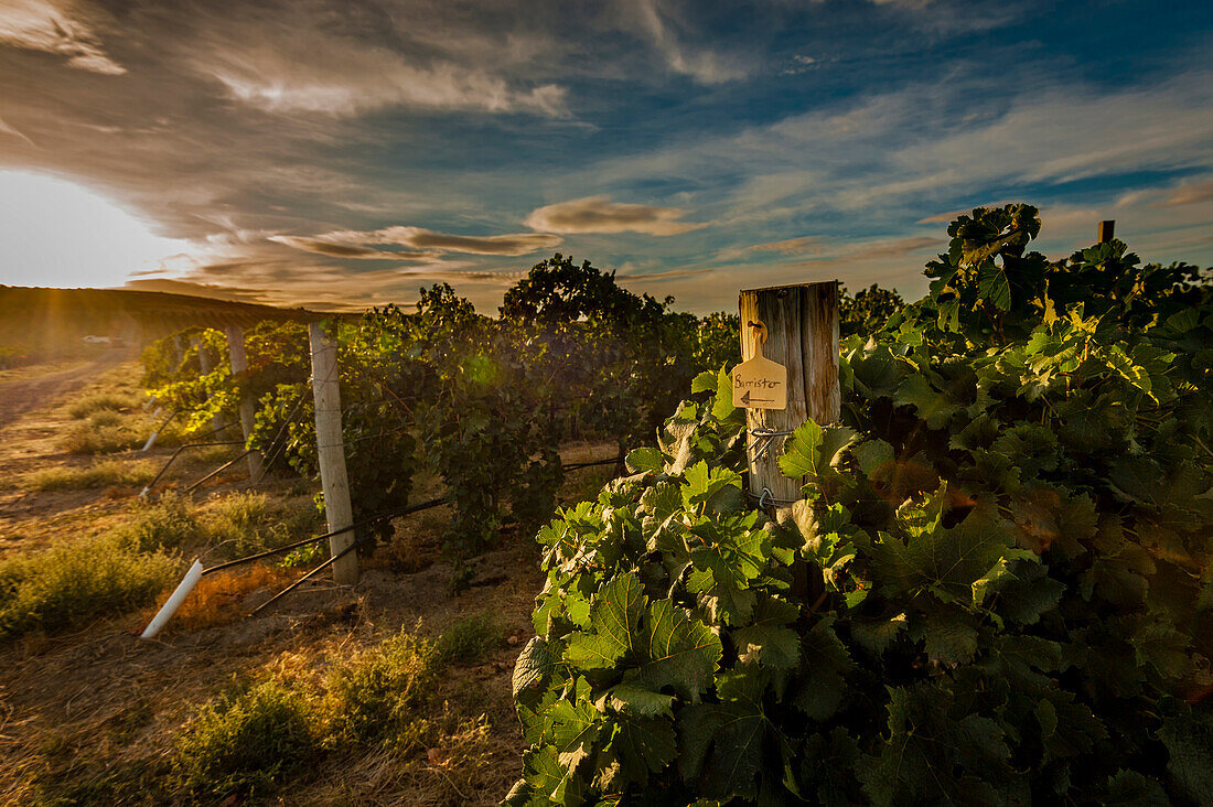 USA, Bundesstaat Washington, Pasco. Morgenlicht auf Merlot-Reihen vom Sagemoor Vineyard, die für die Barrister Winery bestimmt sind.