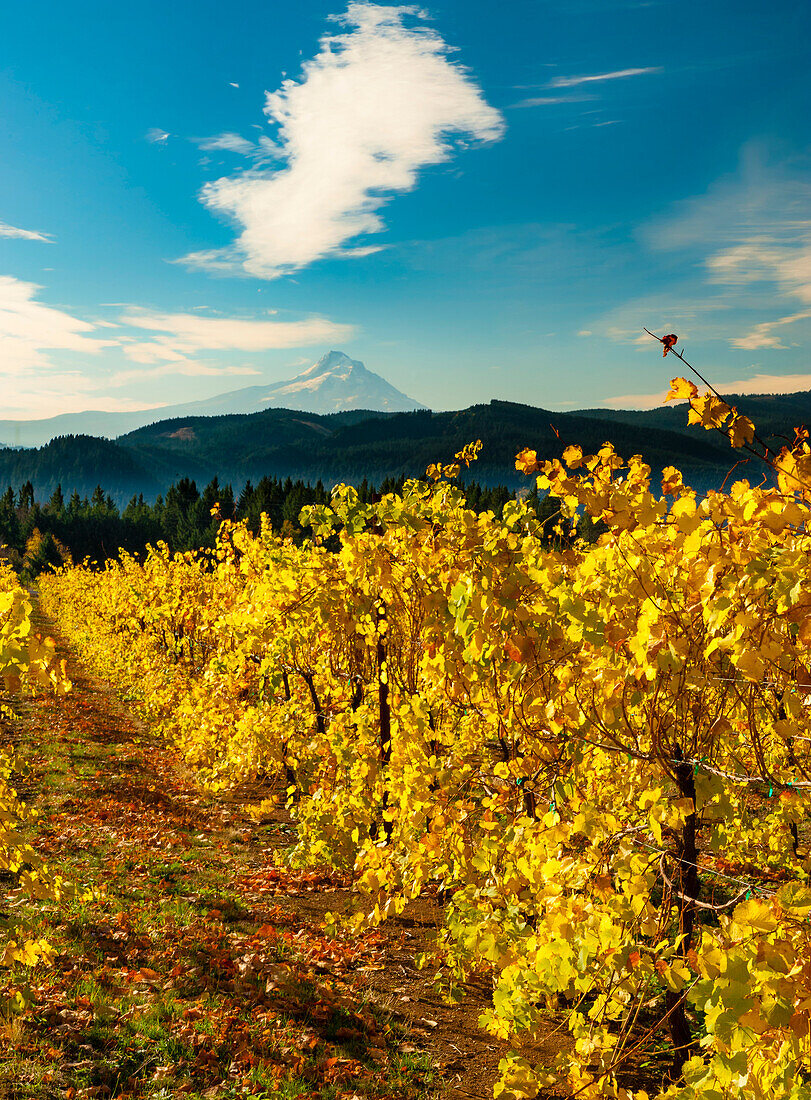 USA, Bundesstaat Washington, Stevenson. Morgenlicht auf den wechselnden Herbstfarben eines Weinbergs in der Columbia River Gorge mit dem Mt. Hood im Hintergrund.