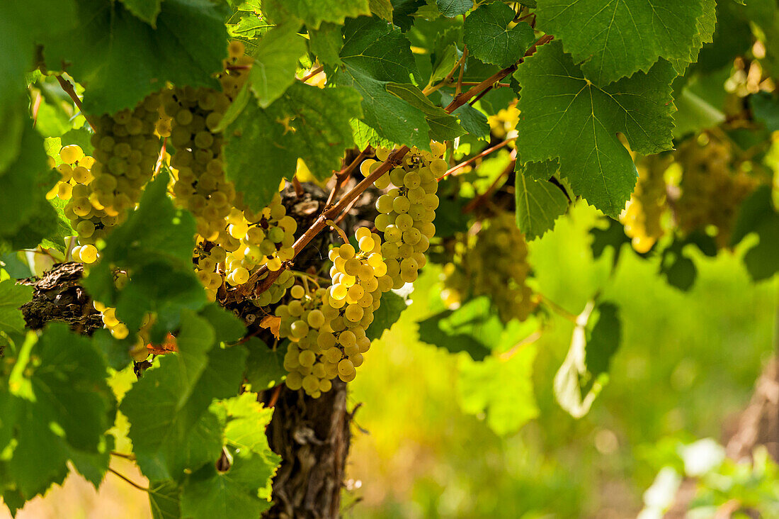 USA, Bundesstaat Washington, Pasco. Trauben der Rebsorte Sauvignon Blanc.