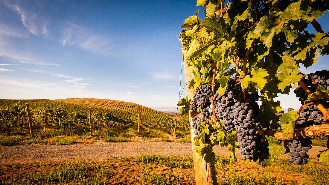 USA, Washington State, Yakima Valley. Clusters of Cabernet Sauvignon at Yakima Valley vineyard.