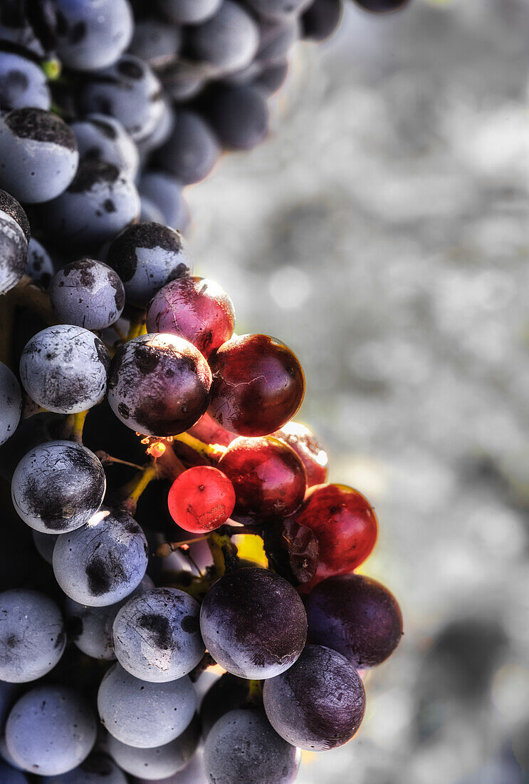 USA, Washington State, Yakima Valley. Tempranillo grapes in the last stages of veraison, the ripening process.