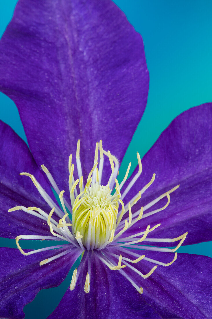 Nahaufnahme einer violetten Clematis