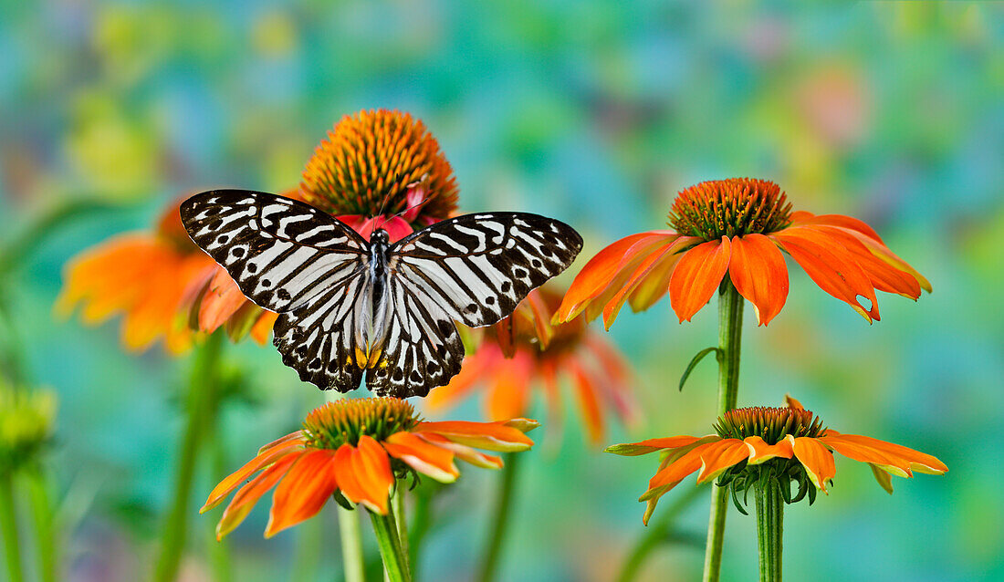 Tropischer Schmetterling auf Orangenzapfenblüten