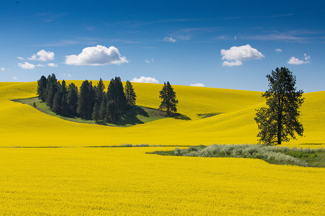 Canola fields with pine trees near Kamak Butte, Eastern Washington