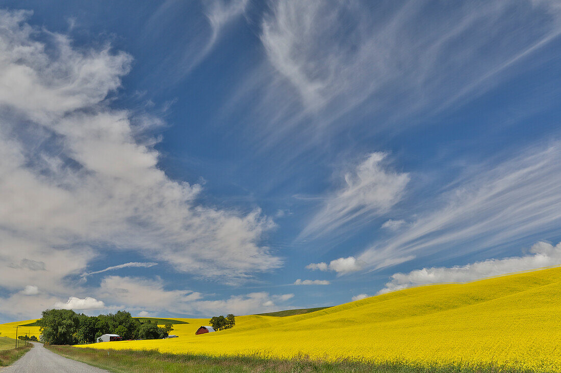 Red barn and gravel dirt road through canola field, Eastern Washington