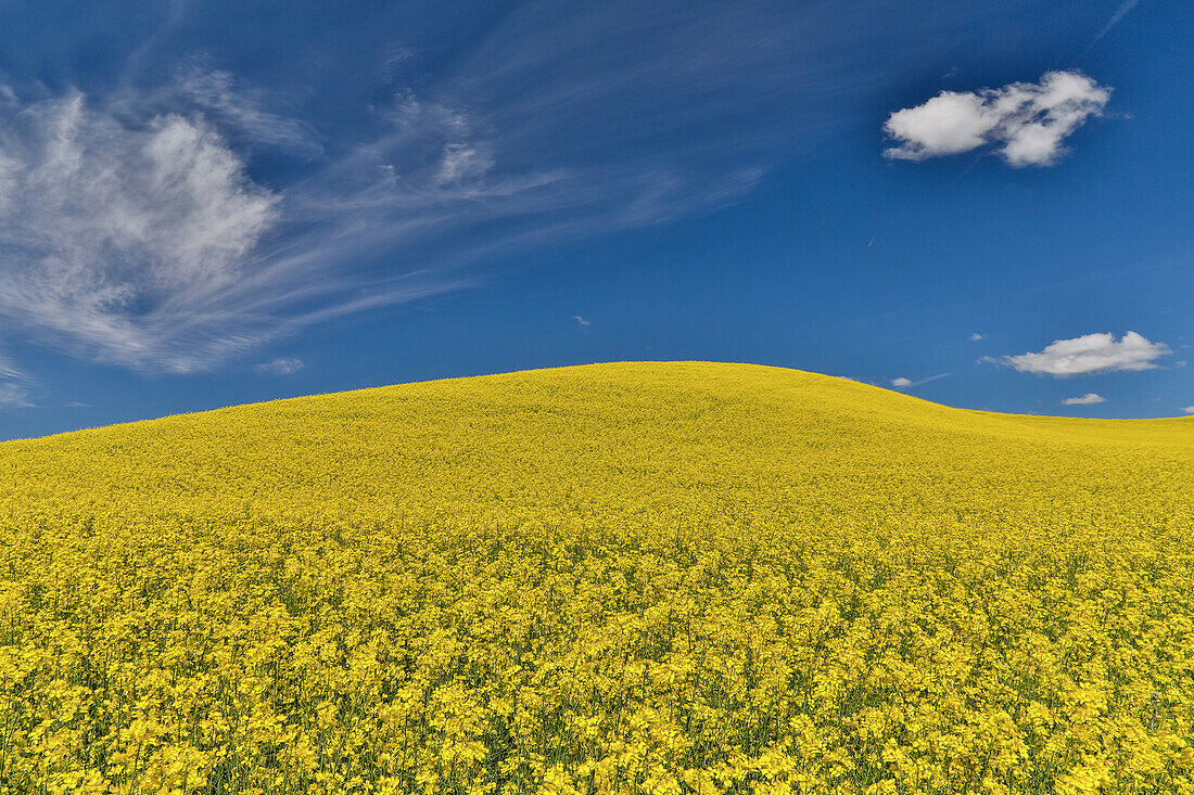 Canola field in full bloom Palouse Country of Eastern Washington