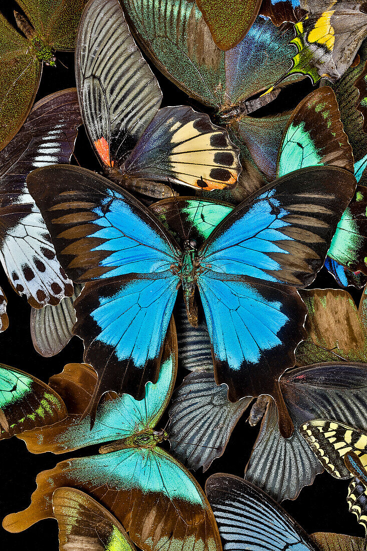 Butterflies grouped together to make pattern with mountain blue swallowtail, Sammamish, Washington State