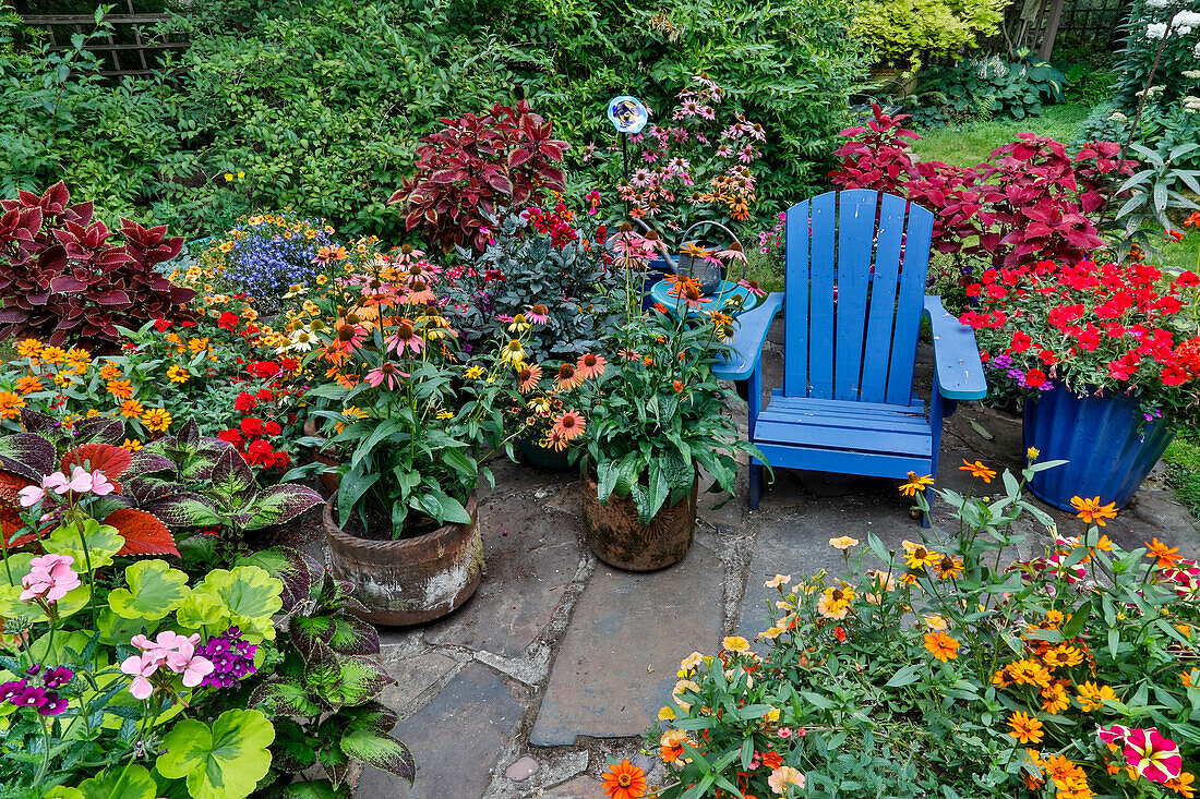 Garden in full bloom with blue chair, Sammamish, Washington State