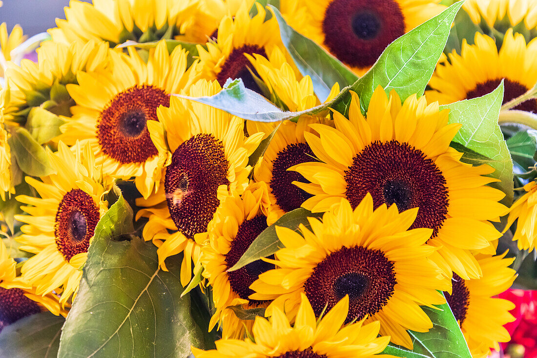 USA, Washington State, Seattle, Pike Place Market. Sunflowers for sale.