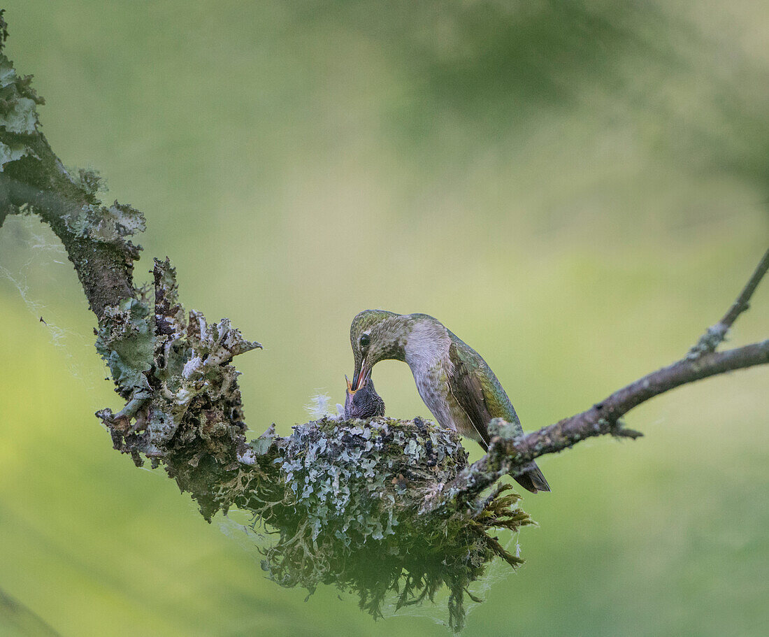 USA, Bundesstaat Washington. Ausgewachsenes Annakolibri-Weibchen (Calypte anna) am Nest und füttert das Küken, während das zweite Küken bettelt.