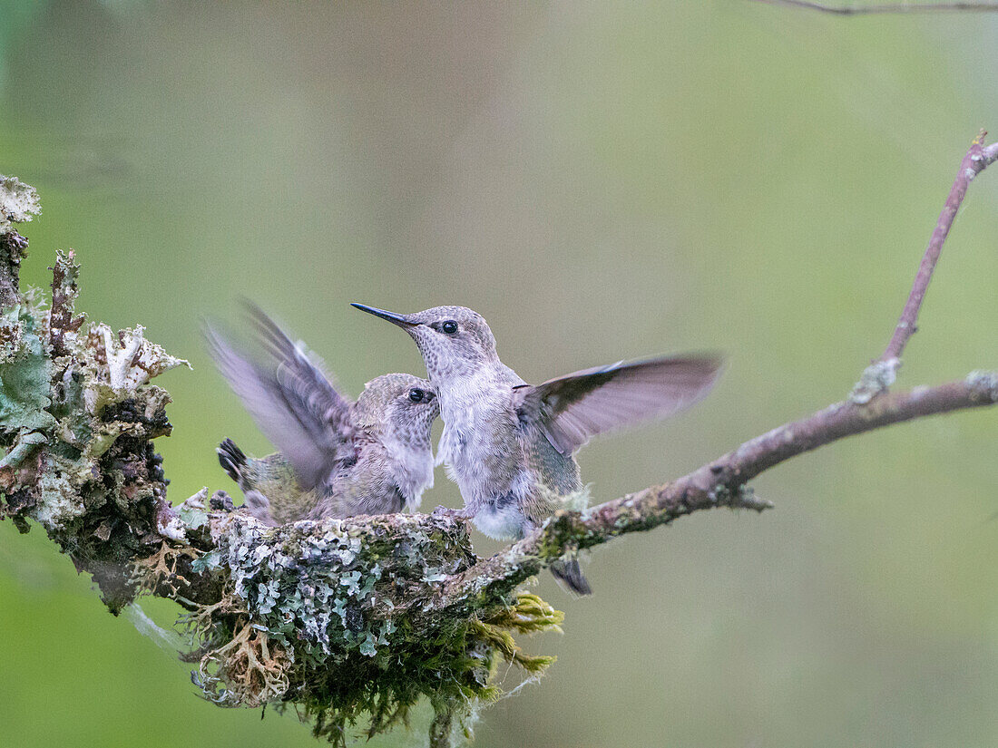 USA, Washington State. Anna's Hummingbird (Calypte anna) young at nest flap their wings, getting ready for fledging.