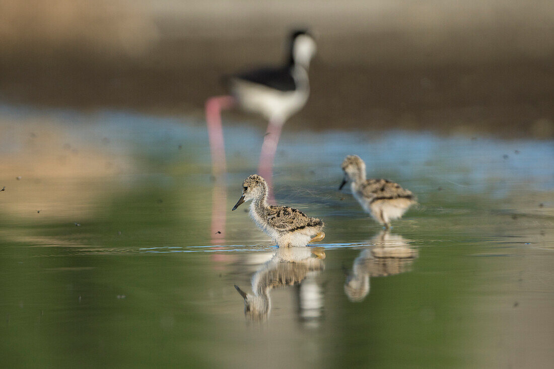 USA, Washington State. A pair of Black-necked Stilt (Himantopus mexicanus) chicks foraging along a lakeshore in Eastern Washington State (adult behind).