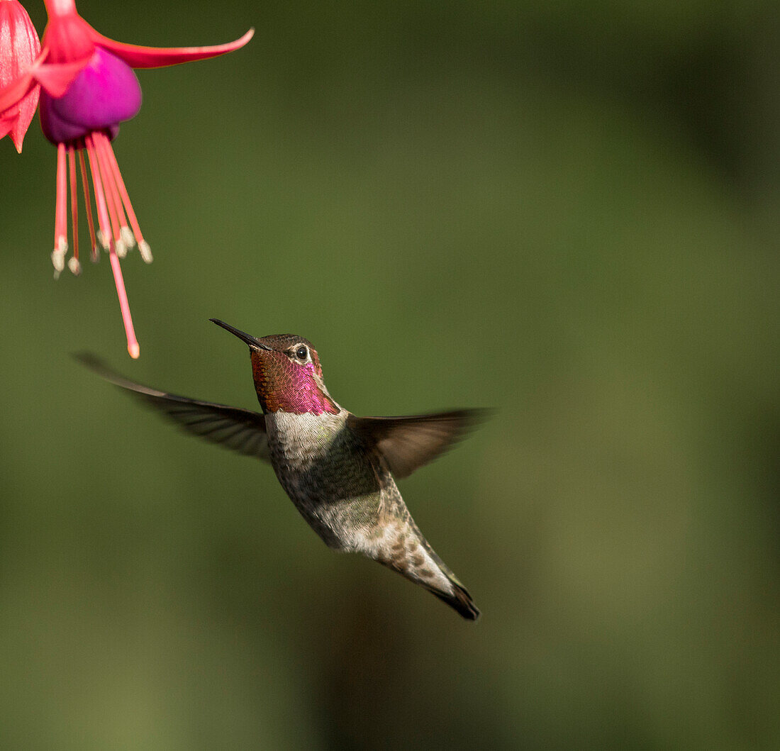 USA, Bundesstaat Washington. Männlicher Annakolibri (Calypte anna) schwebt an einer fuchsienfarbenen Gartenblume, um sich vom Nektar zu ernähren.