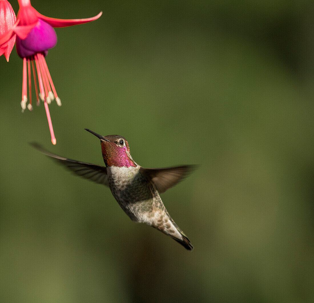 USA, Washington State. Male Anna's Hummingbird (Calypte anna) hovers at a fuchsia garden flower to feed on the nectar.