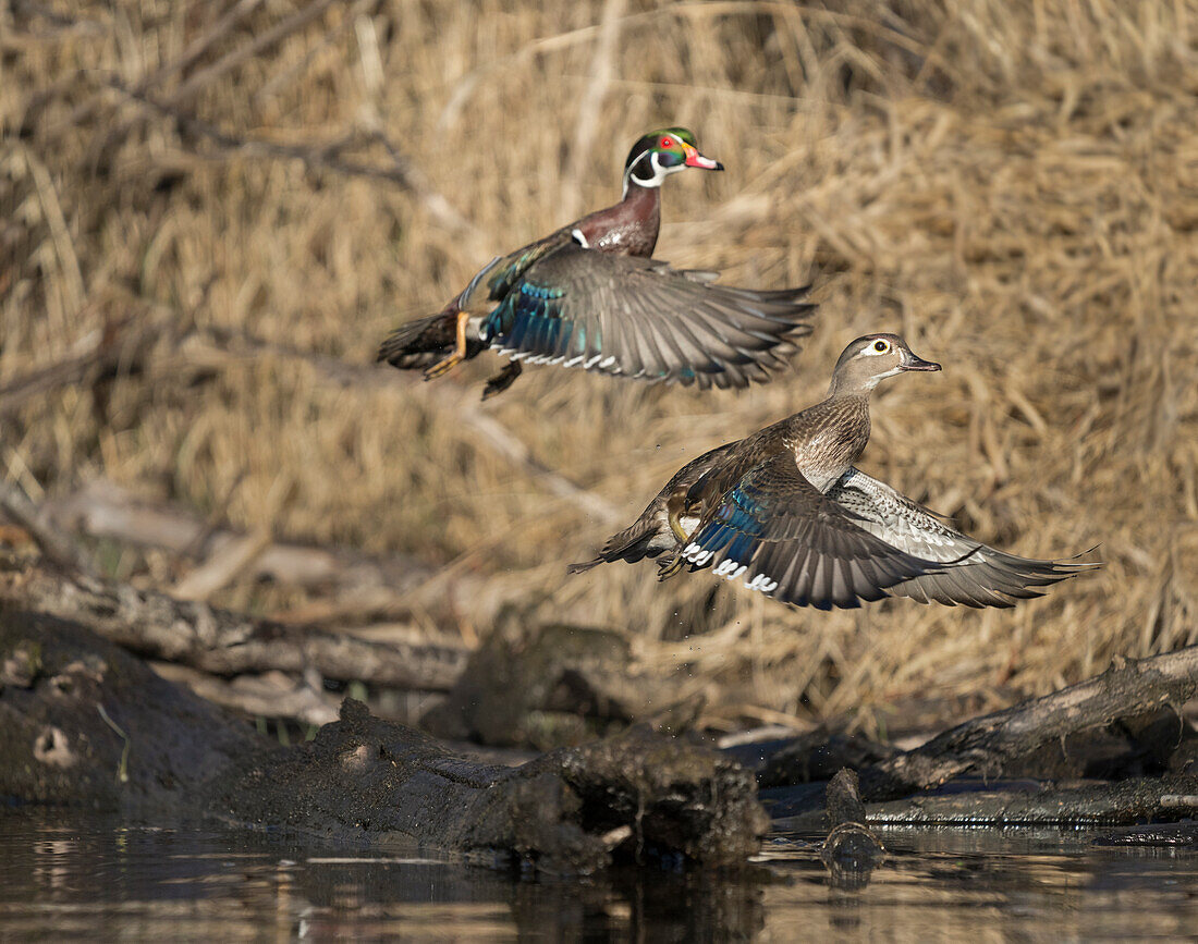 USA, Washington State. A male and female Wood Duck (Aix sponsa) take flight. Seattle. Digital composite.