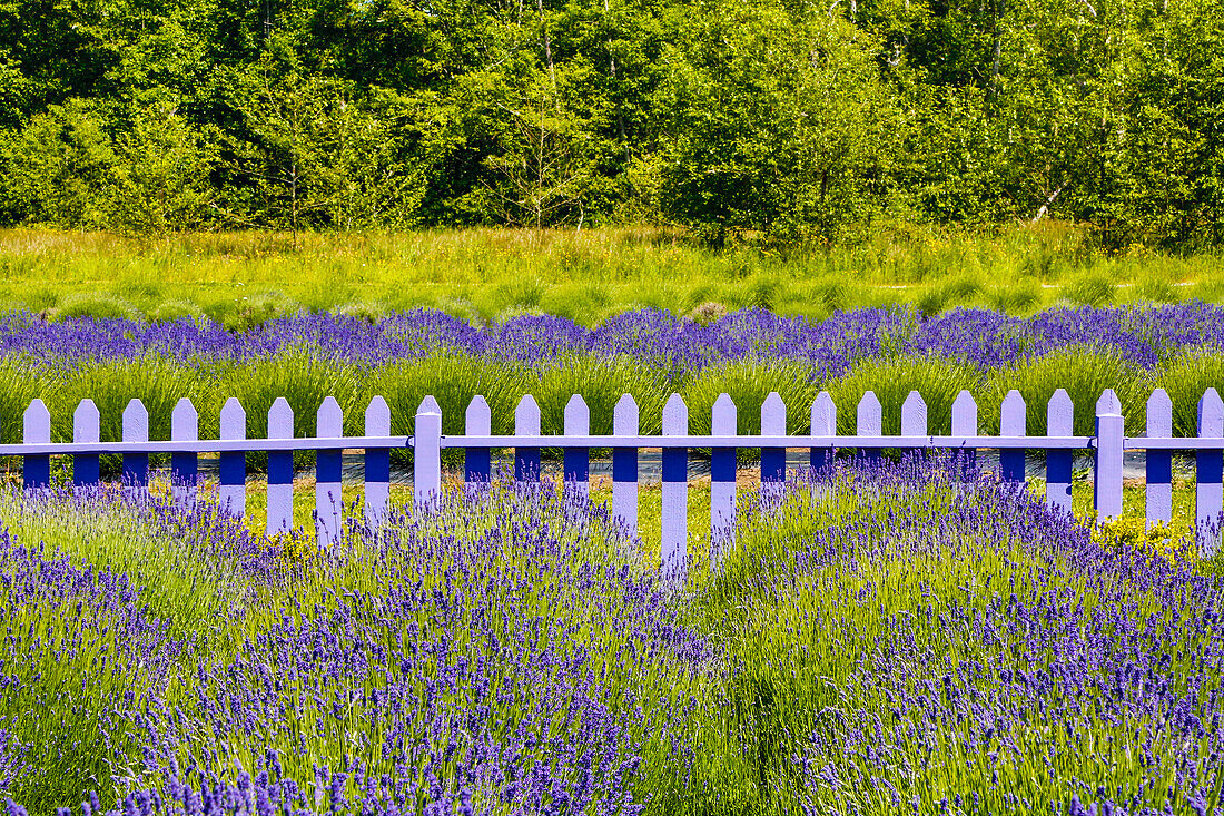 USA, Washington State, Squim, Lavender Field