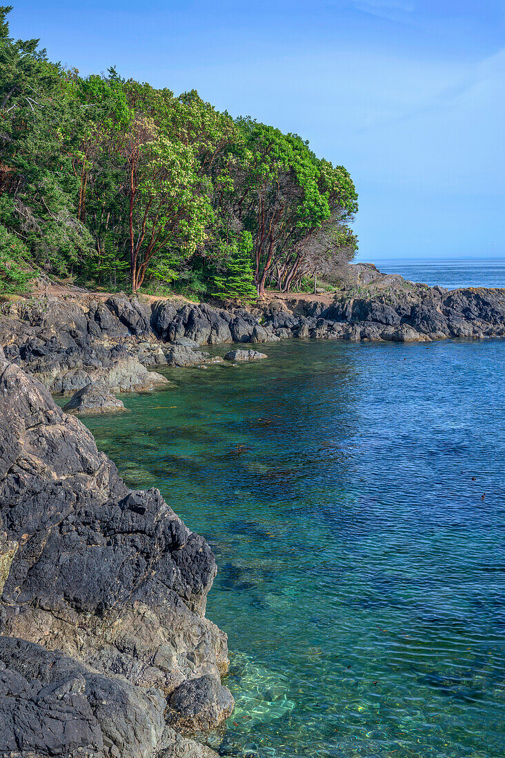 USA, Washington State, San Juan Island, Lime Kiln Point State Park, Pacific madrone trees and rocky shoreline.