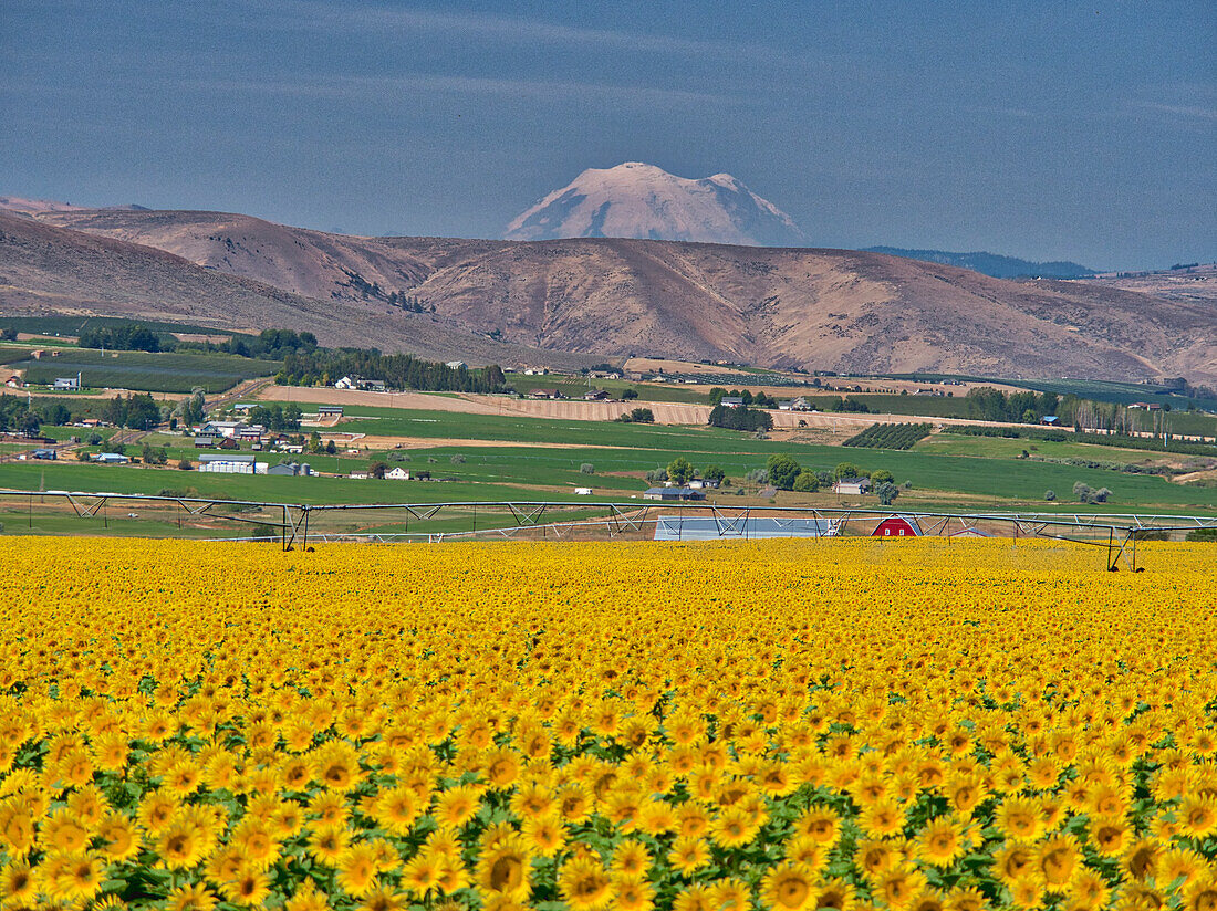 Large sunflower field with Mt. Rainier.