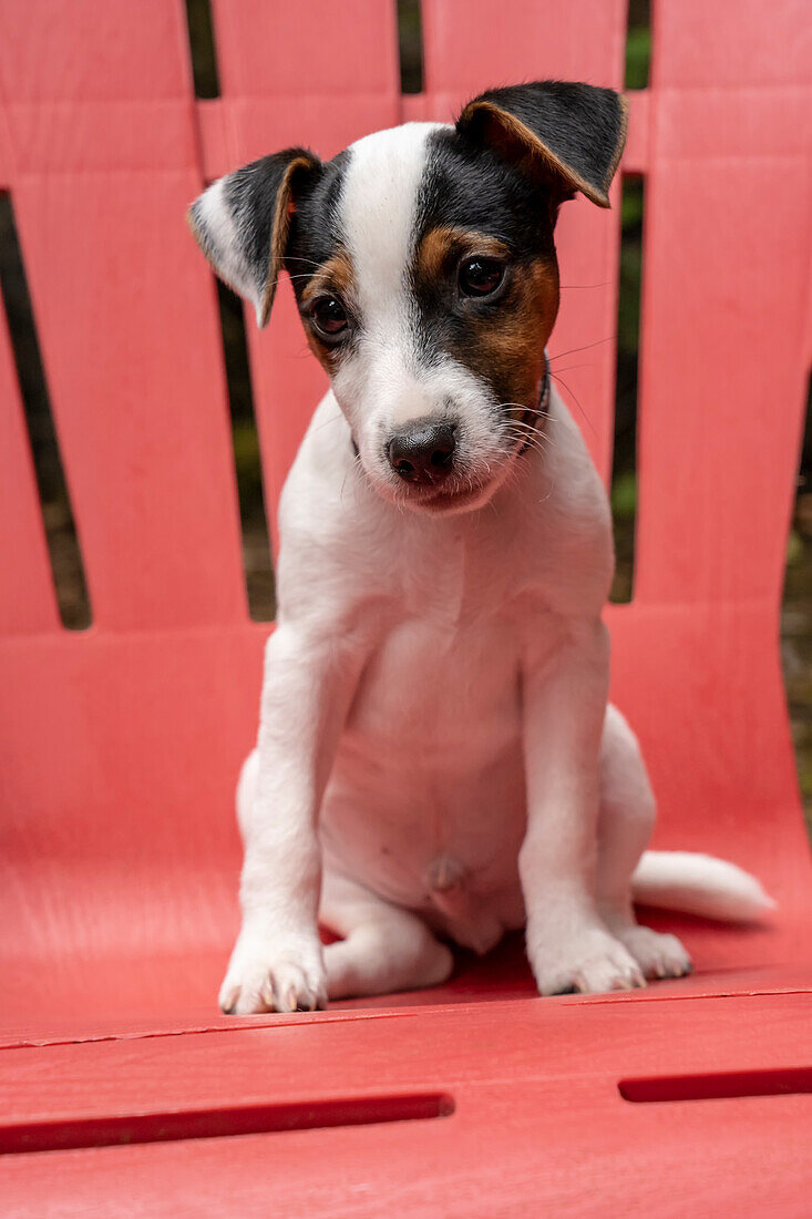 Issaquah, USA. Zwei Monate alter Jack Russell Terrier sitzt auf einem Plastikstuhl auf der Terrasse (PR)