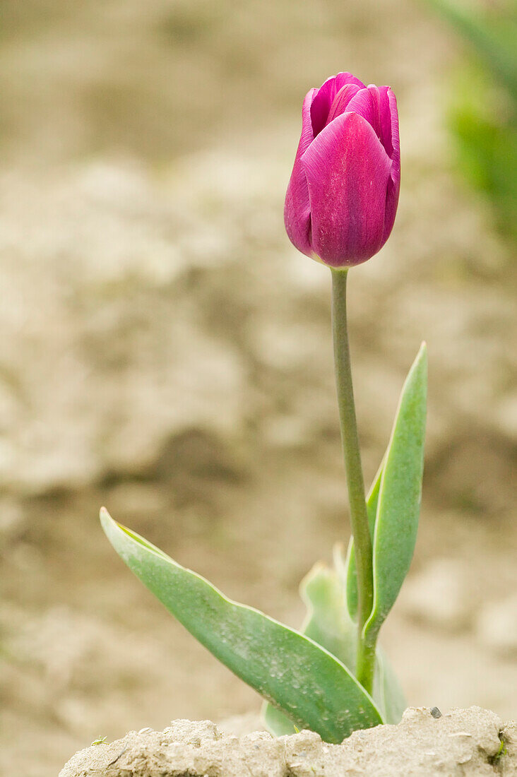 Mount Vernon, Washington State, USA. Single purple tulip growing.