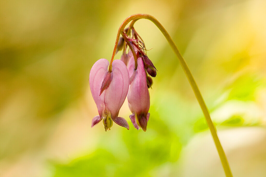 Issaquah, Washington State, USA. Pacific bleeding hearts wildflowers.