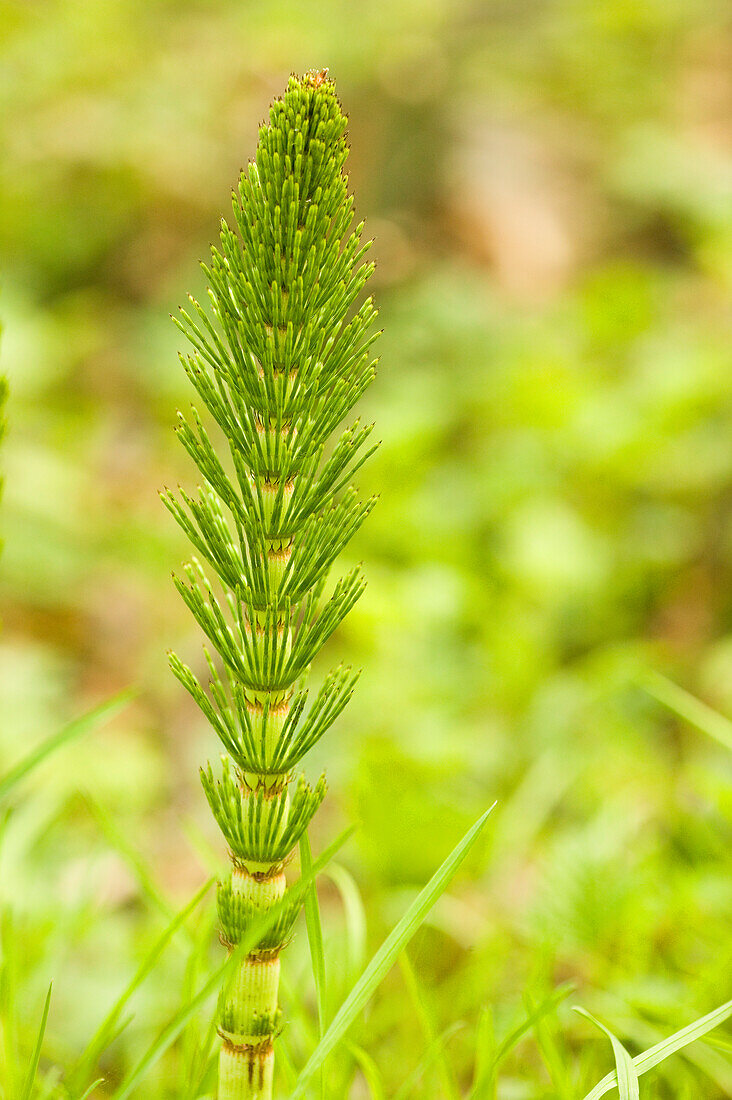 Issaquah, Washington State, USA. Common horsetail found on the Swamp trail of Tiger Mountain.