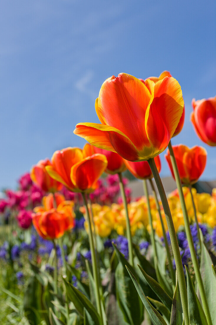 Mount Vernon, Washington State, USA. Tulip garden.