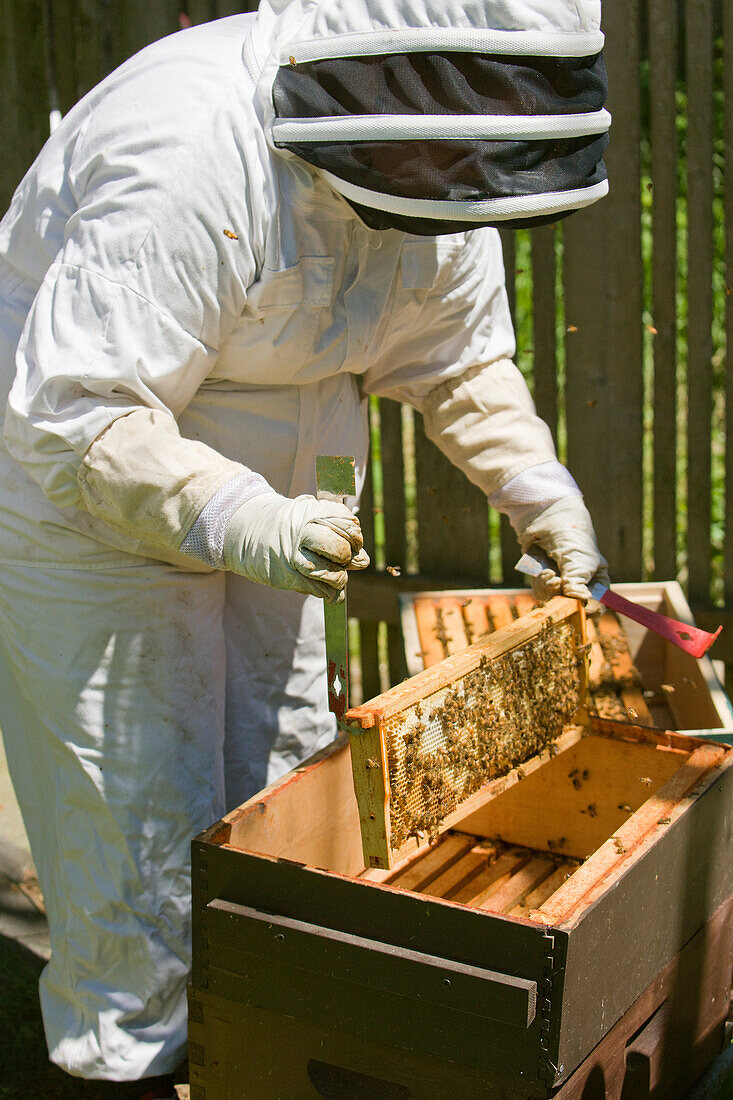 Seattle, Washington State, USA. Female beekeeper inserting a frame covered with honeybees back into the hive. (MR, PR)