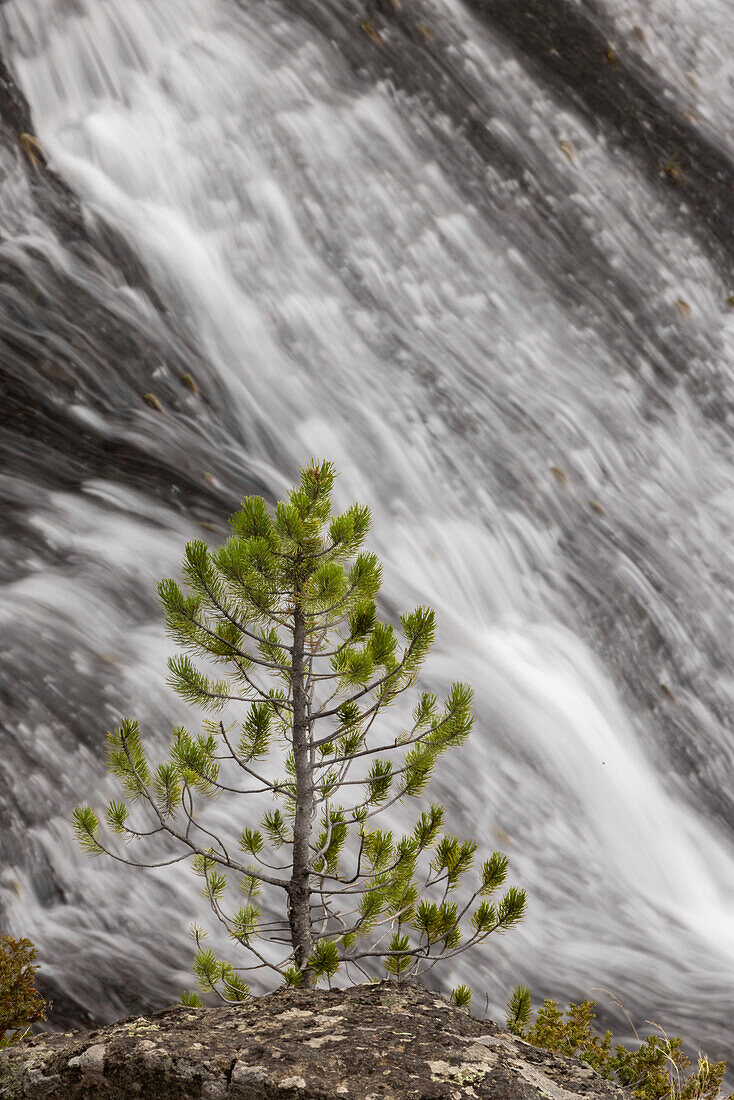 Small pine tree and Gibbon Falls, Yellowstone National Park, Wyoming