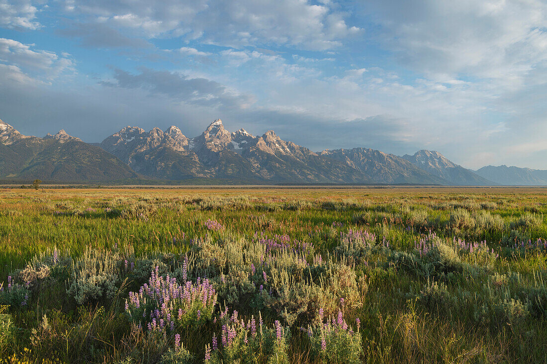 Antelope Flats lupines and sagebrush. Grand Teton National Park