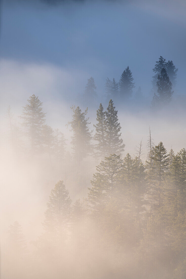 USA, Wyoming, Yellowstone-Nationalpark. Ein kalter Morgen erzeugt einen Nebel über dem Yellowstone River, der bei Sonnenaufgang in der Nähe der Tower Falls in die Bäume eindringt, im Yellowstone National Park, Wyoming