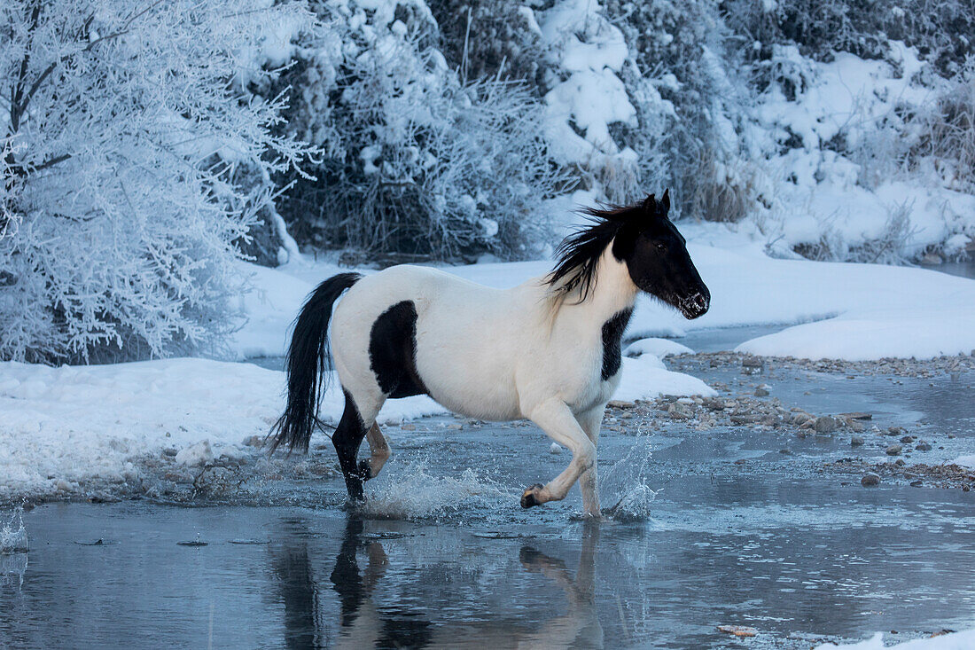 Cowboy-Pferdetrieb auf der Hideout Ranch, Shell, Wyoming. Pferd überquert Shell Creek im Winter.