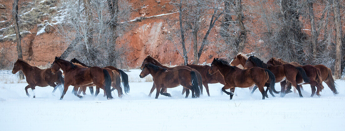 Cowboy-Pferdetrieb auf der Hideout Ranch, Shell, Wyoming. Pferdeherde läuft im Schnee.