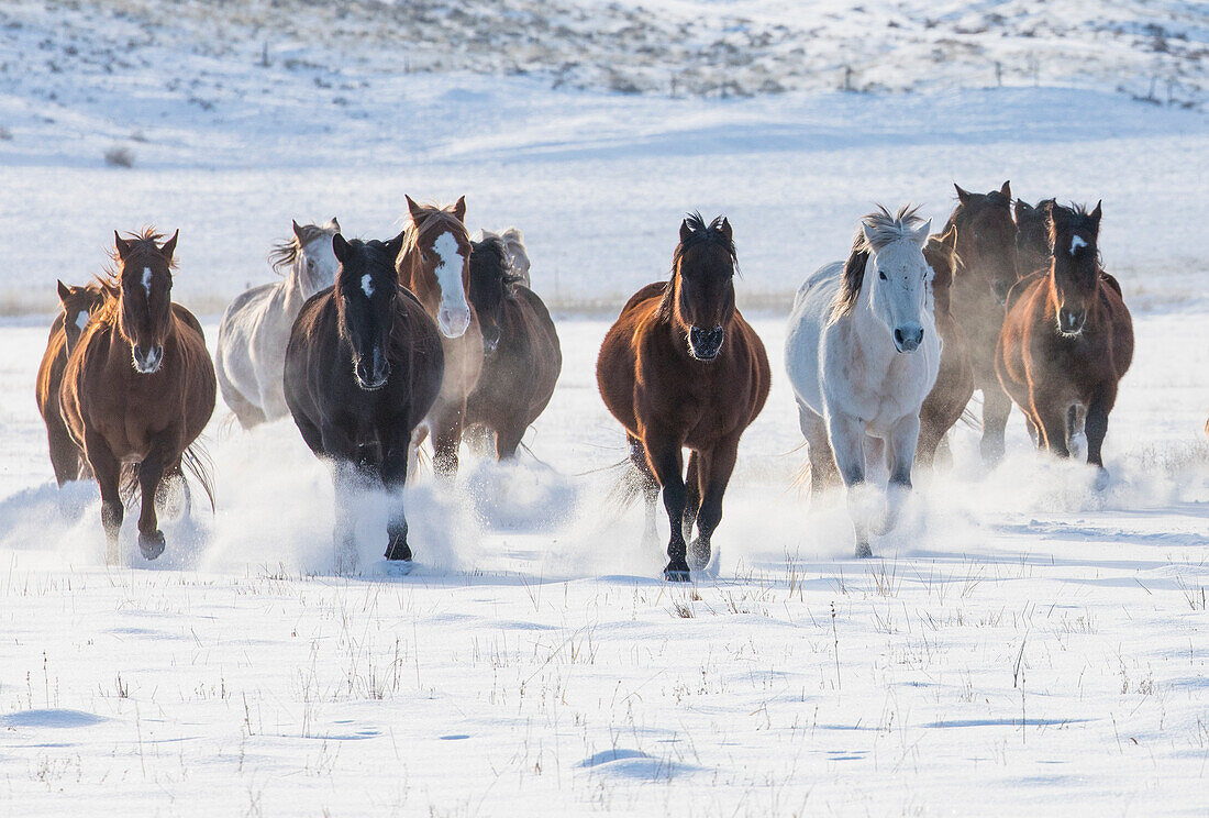 Cowboy horse drive on Hideout Ranch, Shell, Wyoming. Herd of horses running in snow.