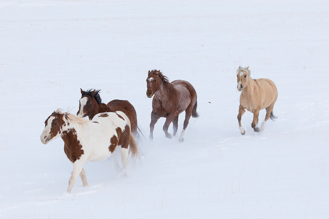 Cowboy horse drive on Hideout Ranch, Shell, Wyoming