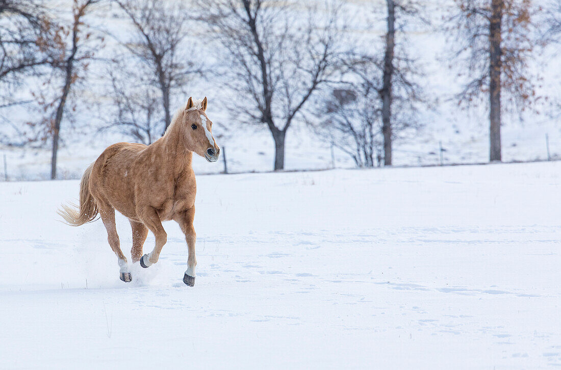 Cowboy-Pferdetrieb auf der Hideout Ranch, Shell, Wyoming. Ein einzelnes Pferd läuft im Schnee.