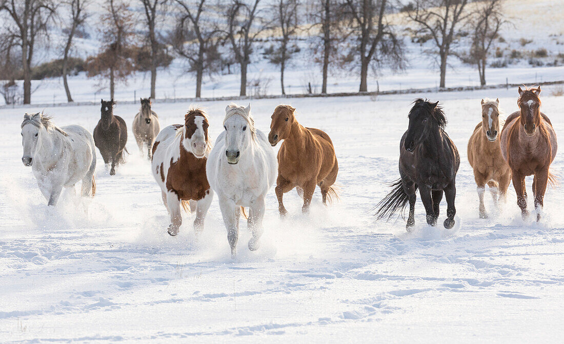 Cowboy horse drive on Hideout Ranch, Shell, Wyoming. Herd of horses running in snow.