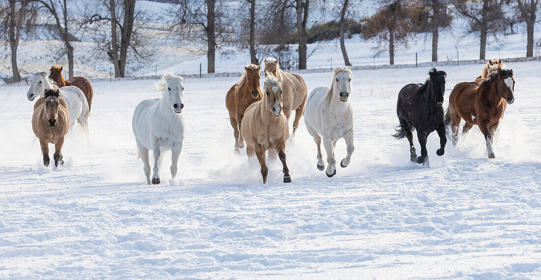 Cowboy-Pferdetrieb auf der Hideout Ranch, Shell, Wyoming. Herde von Pferden, die im Schnee laufen.