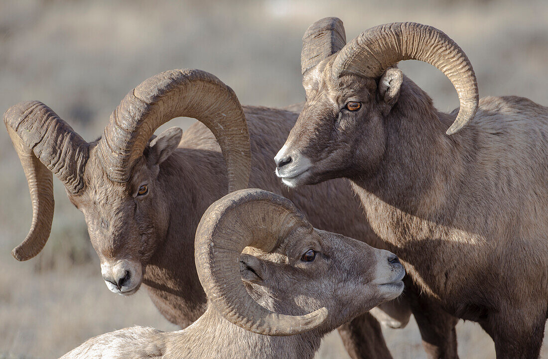 Usa, Wyoming, Jackson, National Elk Refuge, a bachelor group of bighorn sheep rams.