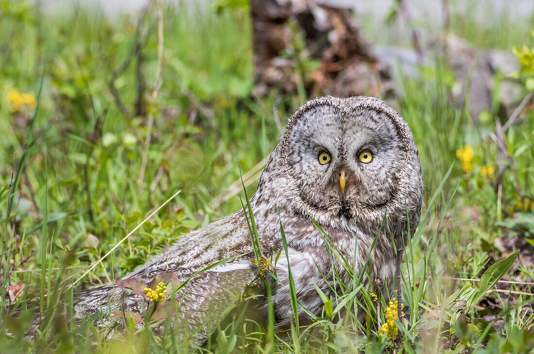 Usa, Wyoming, Grand Teton National Park, Great Gray Owl sits on the ground amongst wildflowers.