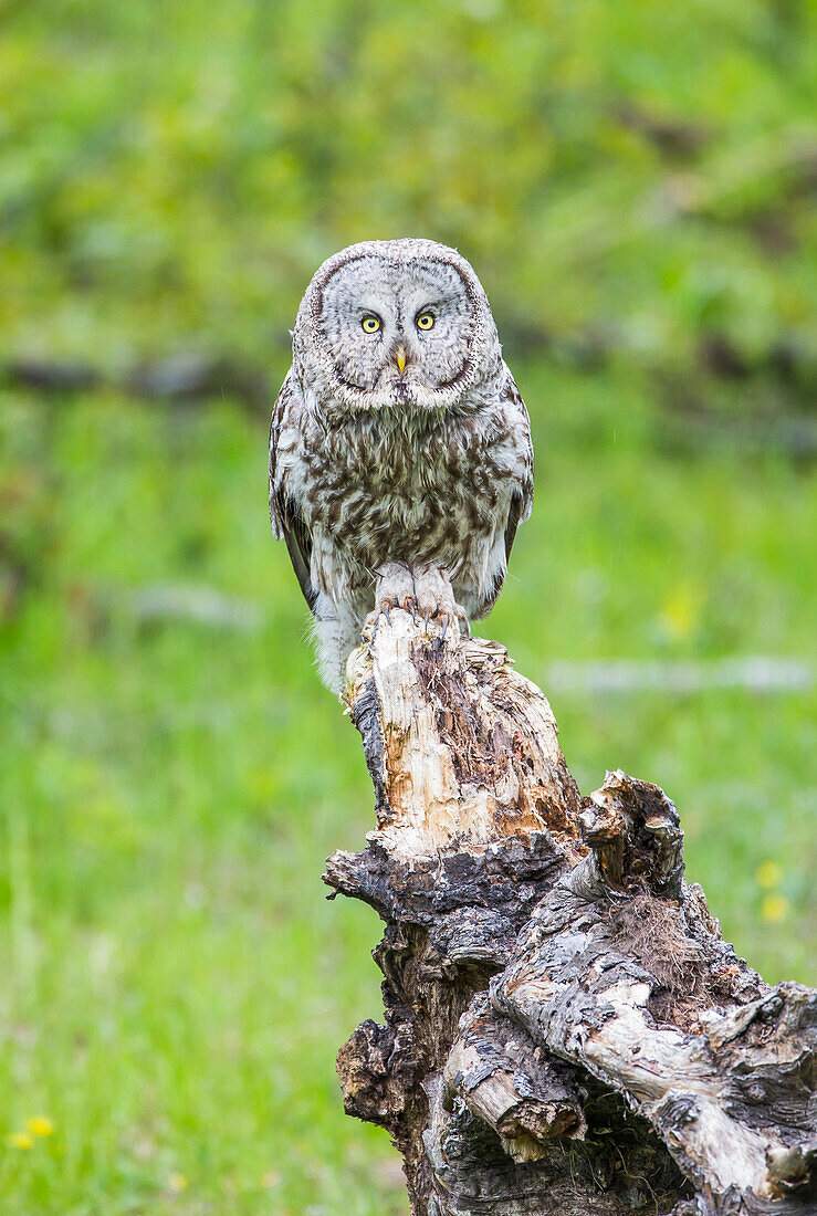 Usa, Wyoming, Grand Teton National Park, an adult Great Gray Owl stares from a stump as it hunts for rodents.