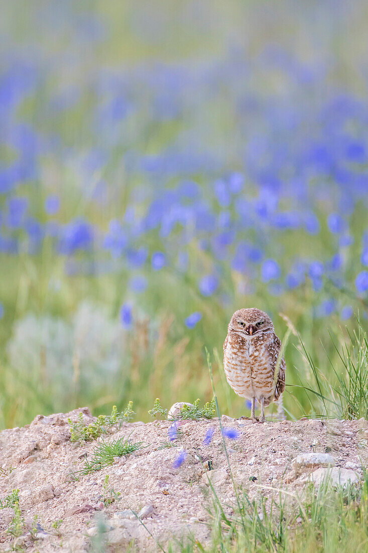 Usa, Wyoming, Sublette County, an adult Burrowing Owl stands at it's burrow with a Blue Flax background of wildflowers.
