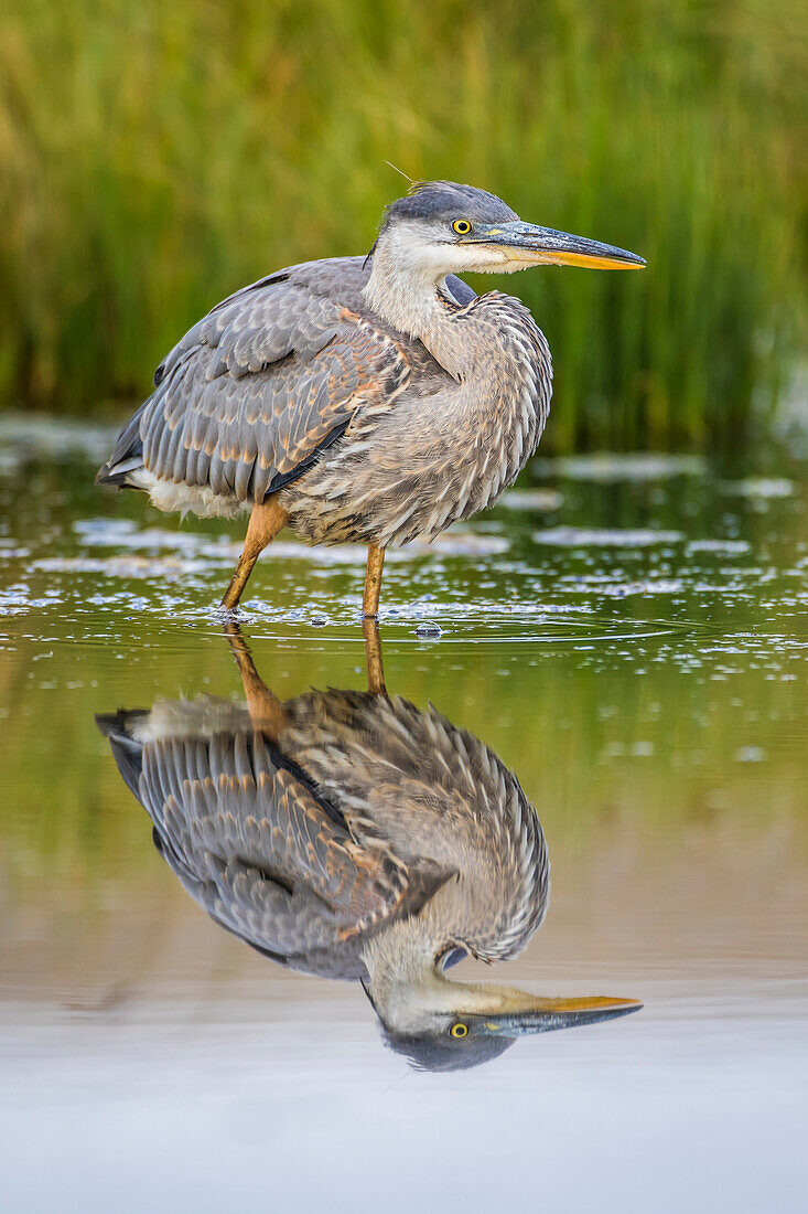 Usa, Wyoming, Sublette County, a juvenile Great Blue Heron forages for food in a calm pond with full reflection.