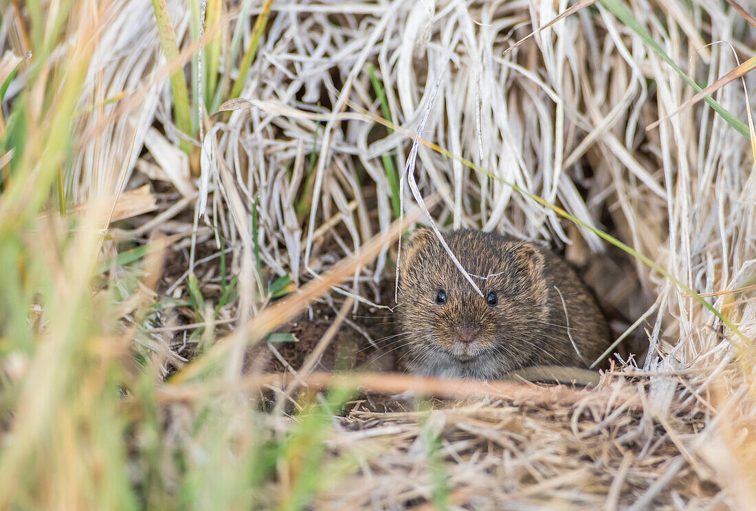 Usa, Wyoming, Sublette County, a vole peers from it's hole in the ground.