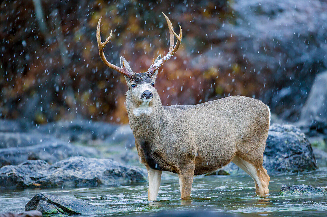 Usa, Wyoming, Sublette County, a Mule Deer buck crosses a river during a snowstorm in fall migration.