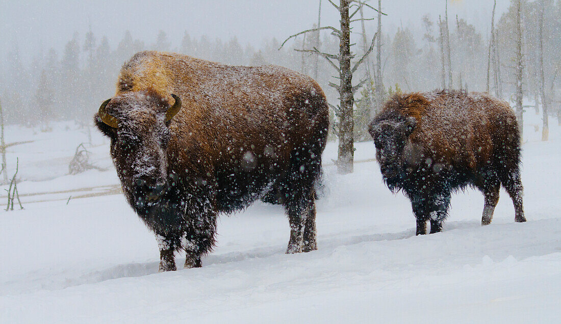 USA, Yellowstone-Nationalpark. Wisent im Winter