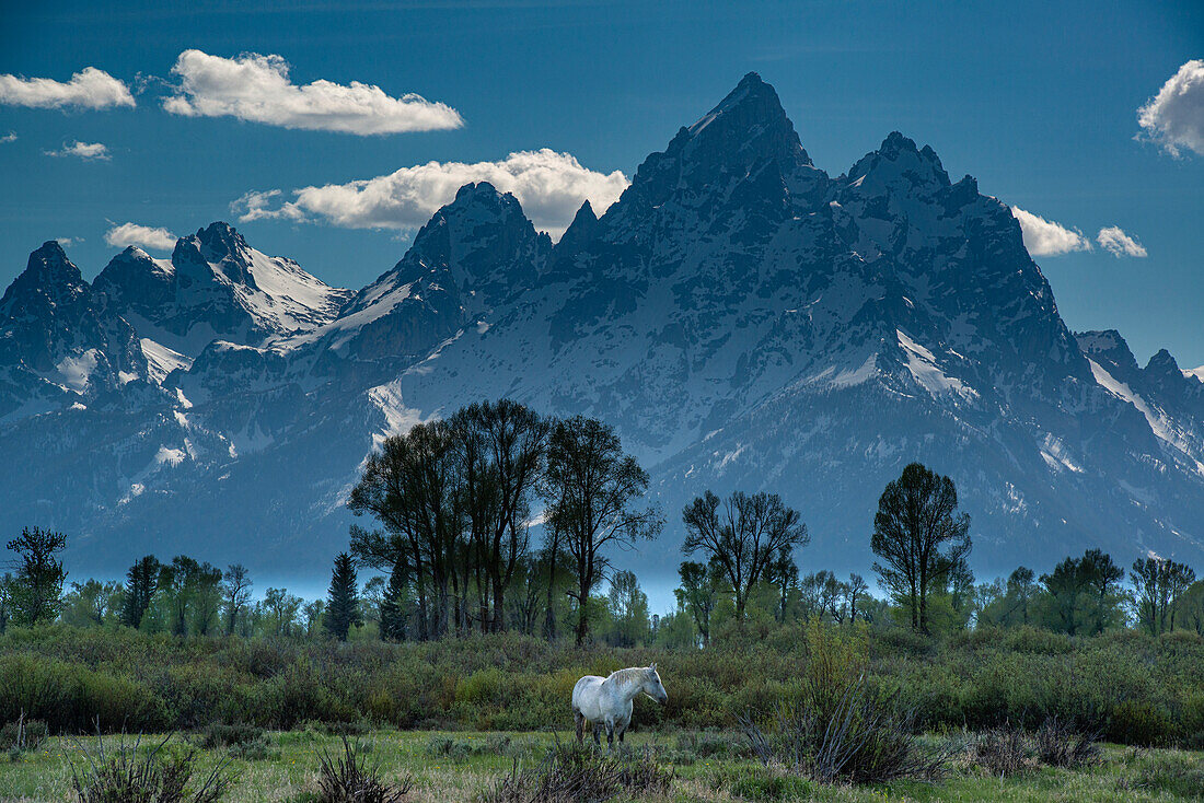 Grand Teton National Park, horse grazes in meadow below Grand Teton, Wyoming