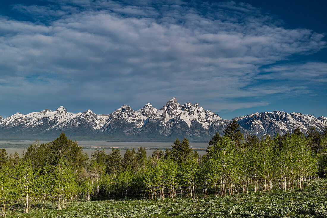 Grand Teton und Espenbäume, Grand Teton National Park, Wyoming