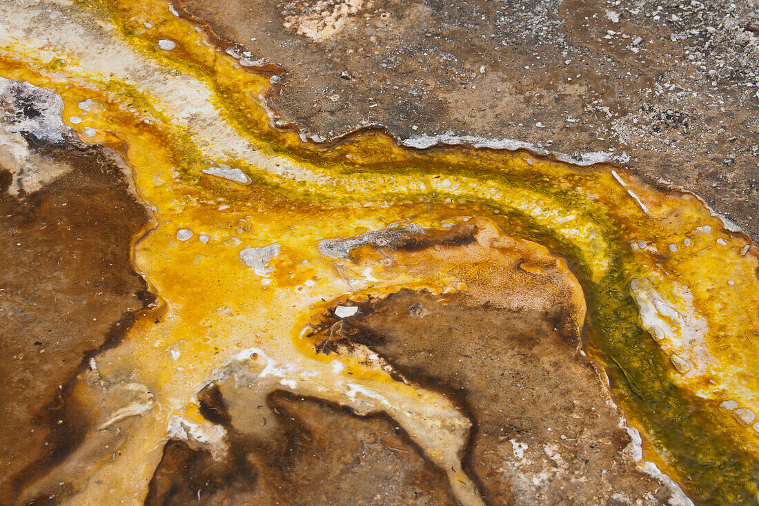 Yellowstone-Nationalpark, Wyoming, USA. Thermische Bakterienmatte.